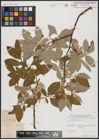 Foto von Salix caprea L.